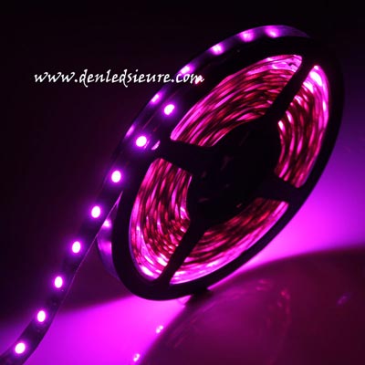 LED DÂY 12V 5050 KHÔNG KEO HỒNG